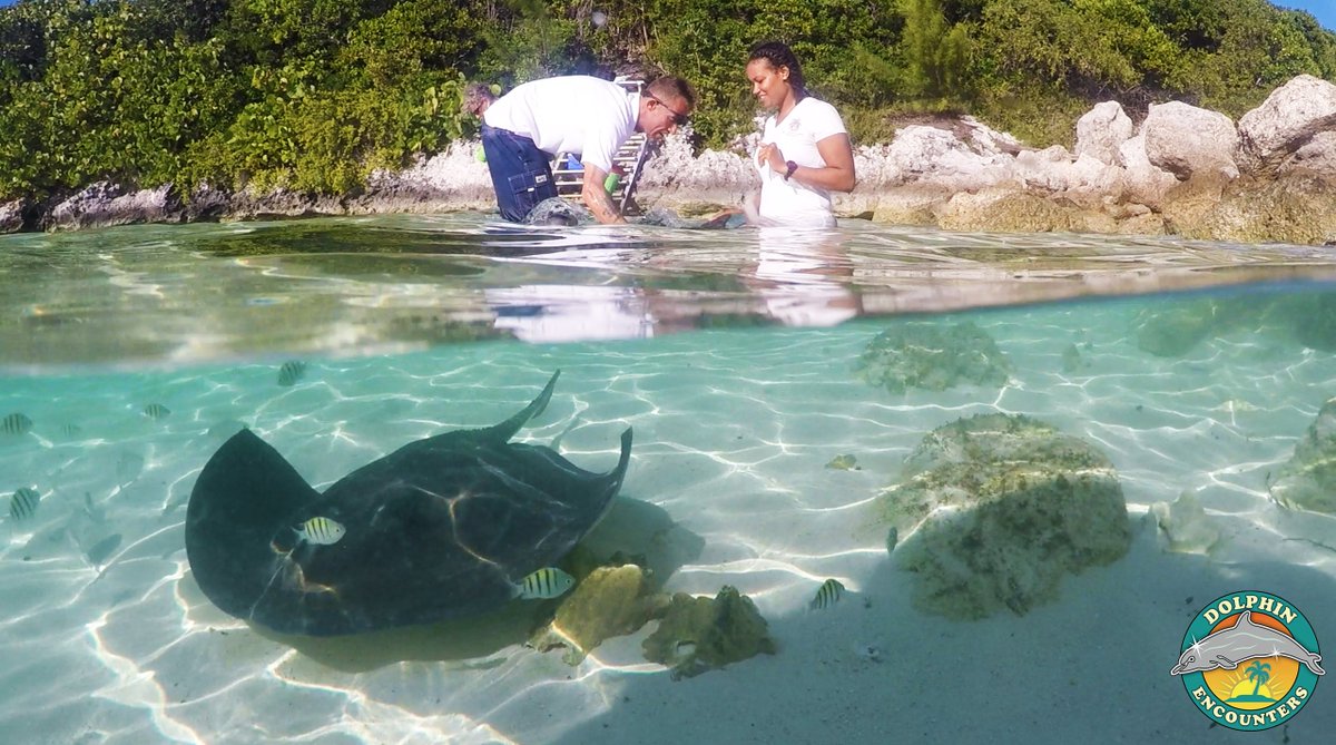 BlueLagnIslnd's tweet photo. Some exciting things are happening at #BlueLagoonIsland! #ItsBetterInTheBahamas #Bahamas #ComingSoon #Stingrays https://t.co/Aqx7axQtVR