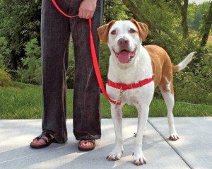 Perros_educados's tweet photo. No olvide pasear a su perro 1 vez al día al menos 30 minutos,Lo necesitan y lo harán ser un #PerroEducado y #Feliz https://t.co/WMNdnSNws4