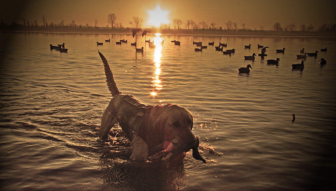 March Gear Guide: #Retrievers  bit.ly/21VQMnu <a href="/SportDOGBrand/">SportDOG Brand</a> <a href="/MudRiverDog/">MudRiverDogProducts</a> <a href="/MOmarsh78/">MOmarsh</a> <a href="/drakewaterfowl/">Drake Waterfowl</a>