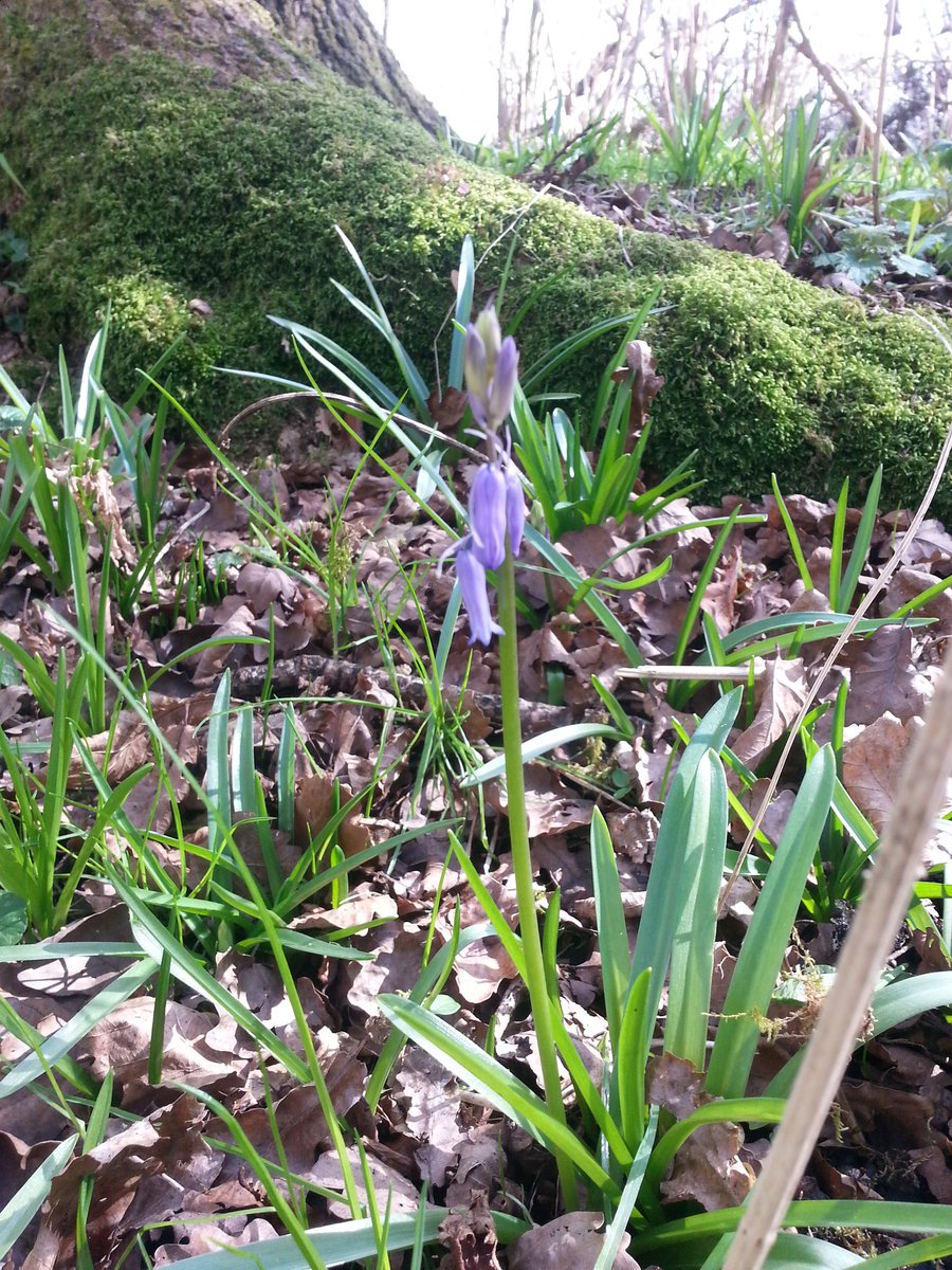 RT @BBOWT_Bernwood: Saw my first bluebell of the year today! #signsofspring #woodlandflowers #bluebell @bbowt