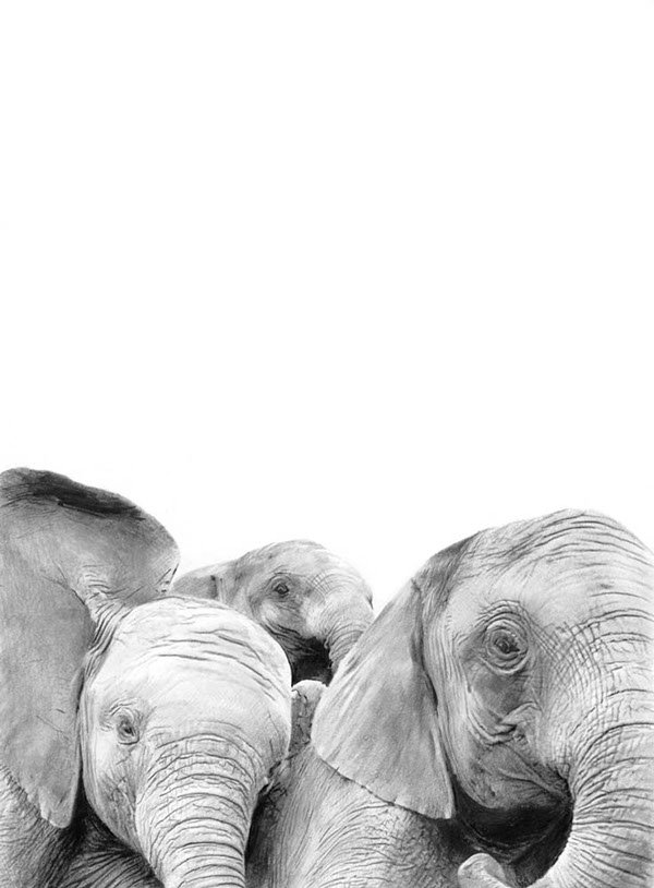 #illustration by Nabil Nezzar
instagram.com/ohhdeer

#elephants