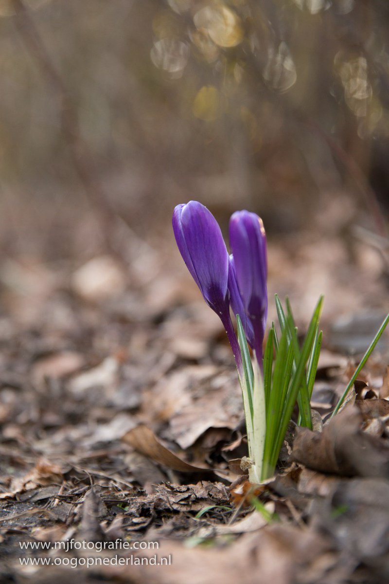 steeds meer kleur oogopgemertbakel.nl/2016/03/07/194…