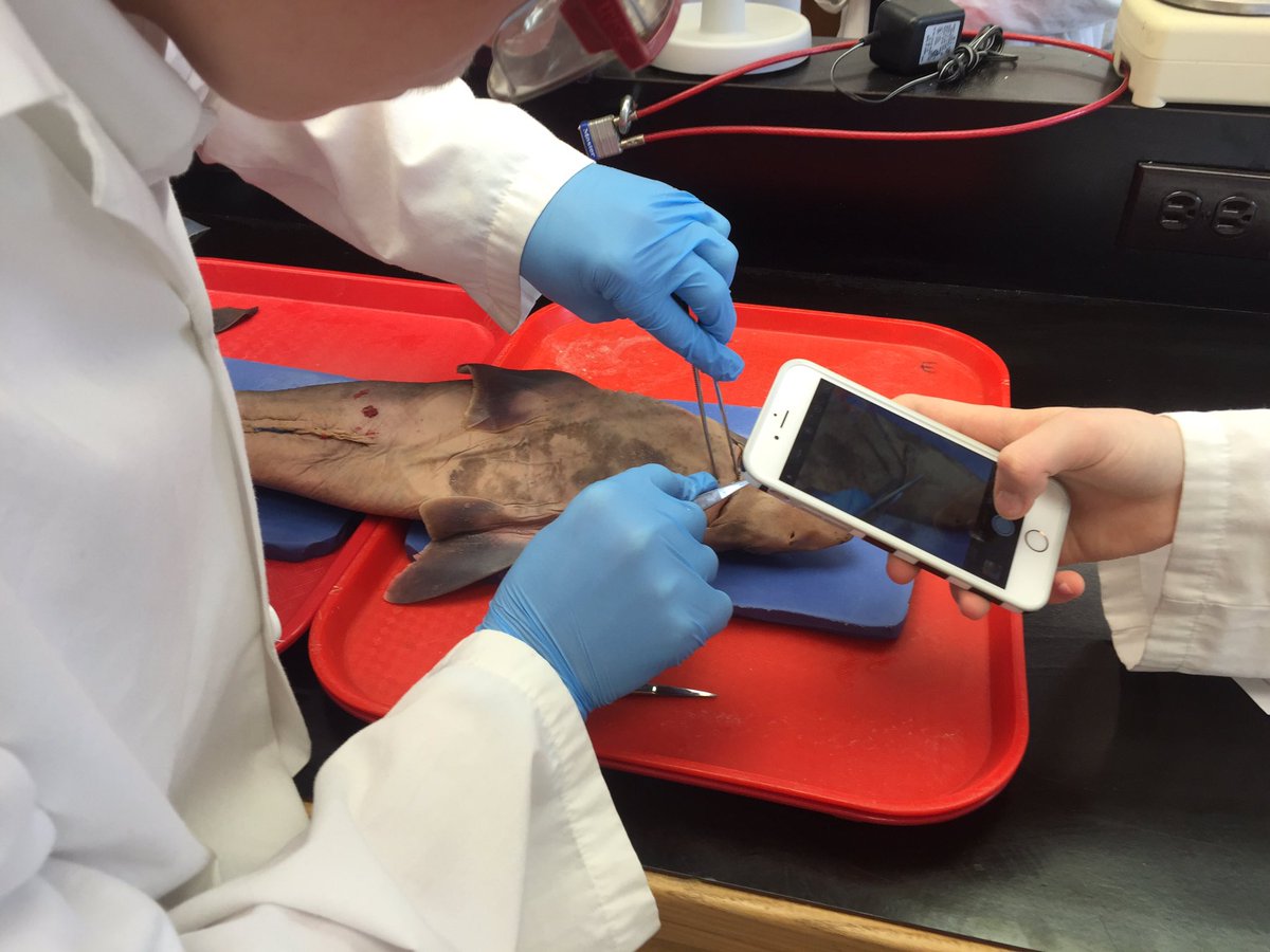 trollwag's tweet photo. Shark dissections begin. Where comparative #anatomy and evolutionary #biology meet. #Trollingbio @LakefieldCS. https://t.co/cJfO1VDgsE