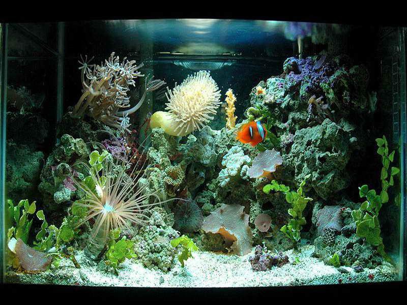 Saltwater Aquarium Design Ideas sumo.ly/goQP
