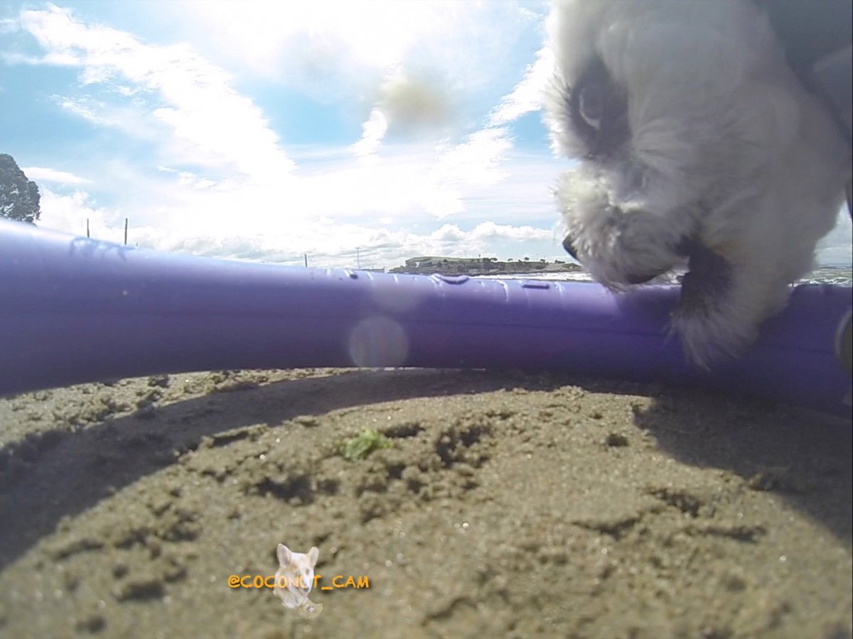 GoProCharlie1's tweet photo. GoPro Charlie! #happydog #gopro #goprodogs #pullerdog #pullerdogtoy https://t.co/DGmopYsS02