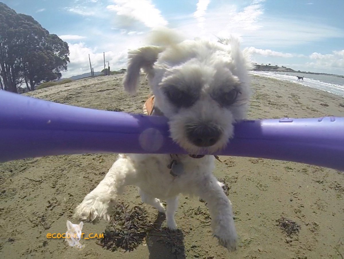 GoProCharlie1's tweet photo. GoPro Charlie! #happydog #gopro #goprodogs #pullerdog #pullerdogtoy https://t.co/DGmopYsS02