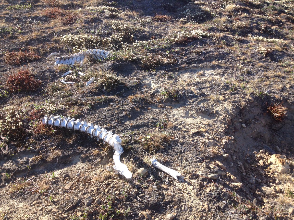coldburrn's tweet image. Here's a couple #muskox spines just outside an old wolf den #NRT255