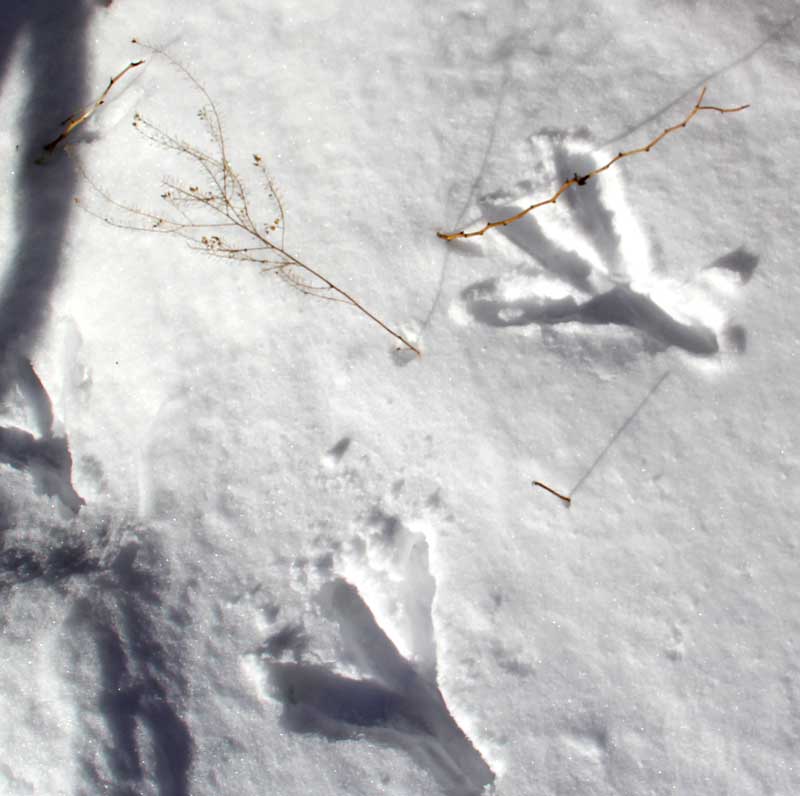 Tim Higgs tweet media