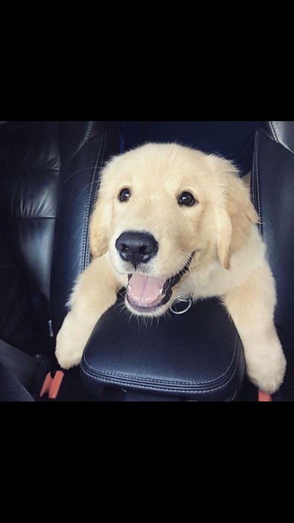 Time_4_Pets's tweet photo. Need travel solutions? Ask in store @intuBromley #pettravel #dogs #adorablepets https://t.co/yGPsuffFHa