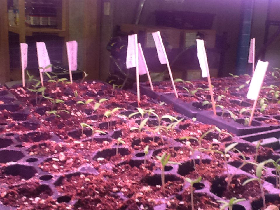 KitsDaily's tweet image. @Bonfire_Cove - tomato seedlings sprouted. 3 acres of farm for the kitchen this summer ow.ly/Z7mbG