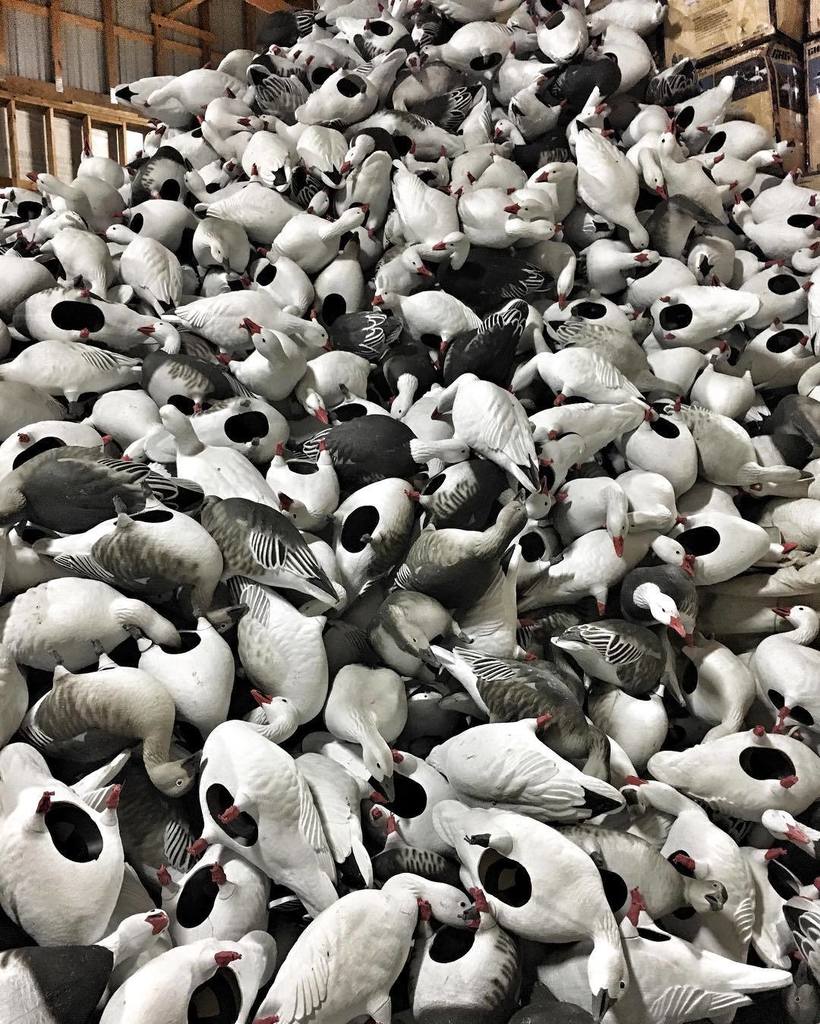 TonyVandemore's tweet photo. Last week of hunting and the clean up has begun... #Snows16
#BehindTheHunt #SnowGoose #Ha… https://t.co/JBUS9vscOv https://t.co/jITmOit5fO