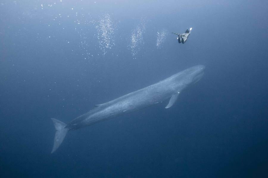 🐋 WOW just WOW..Freedive with The Biggest Animals of the World 🐋

buff.ly/1SktIvU