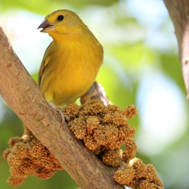 thefloridakeys's tweet photo. Photo by Aurora Roblin. #flkeys #floridakeys #photoadventure #keywest #yellowbird #yelloww… https://t.co/R1sS7Ax4hD https://t.co/Yc6eEM43GI
