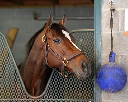 BH_AEberhardt's tweet image. Beautiful champ #Untapable works 6f in 1:12.4, mile in 1:39. Next #Azeri @CoadyPhoto @Tapizaring @DJFiske @ABRLive