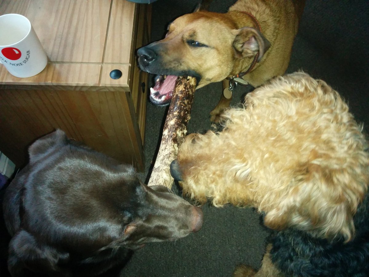 chunkoflife's tweet image. Sharing sticks #wisedogs #dogsoftwitter