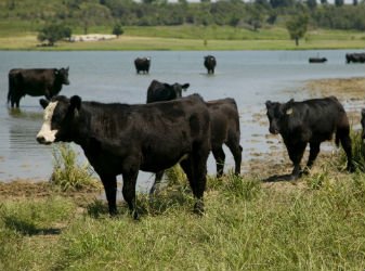 DroversCTN's tweet photo. Parasite control for cow calf operations https://t.co/5xwJVEMjEH #aghcat #ranchlife https://t.co/st4GUmHz8K