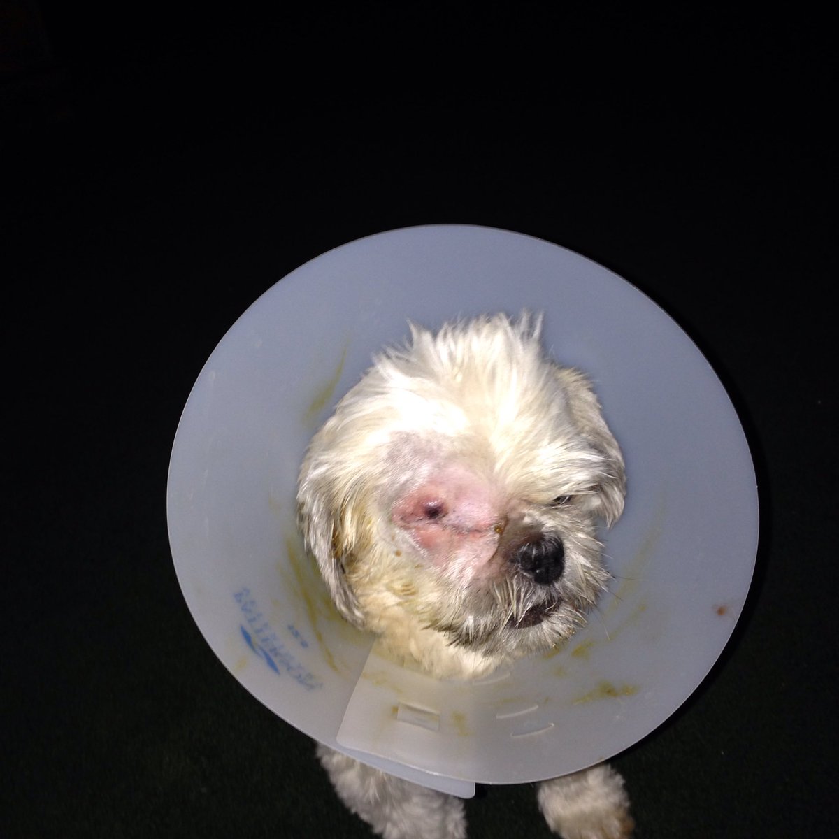 traveling_gypsy's tweet photo. My little guy had to have is eye removed due to a cat scratch.  He has adjusted really well https://t.co/zLkbMwM6Dq