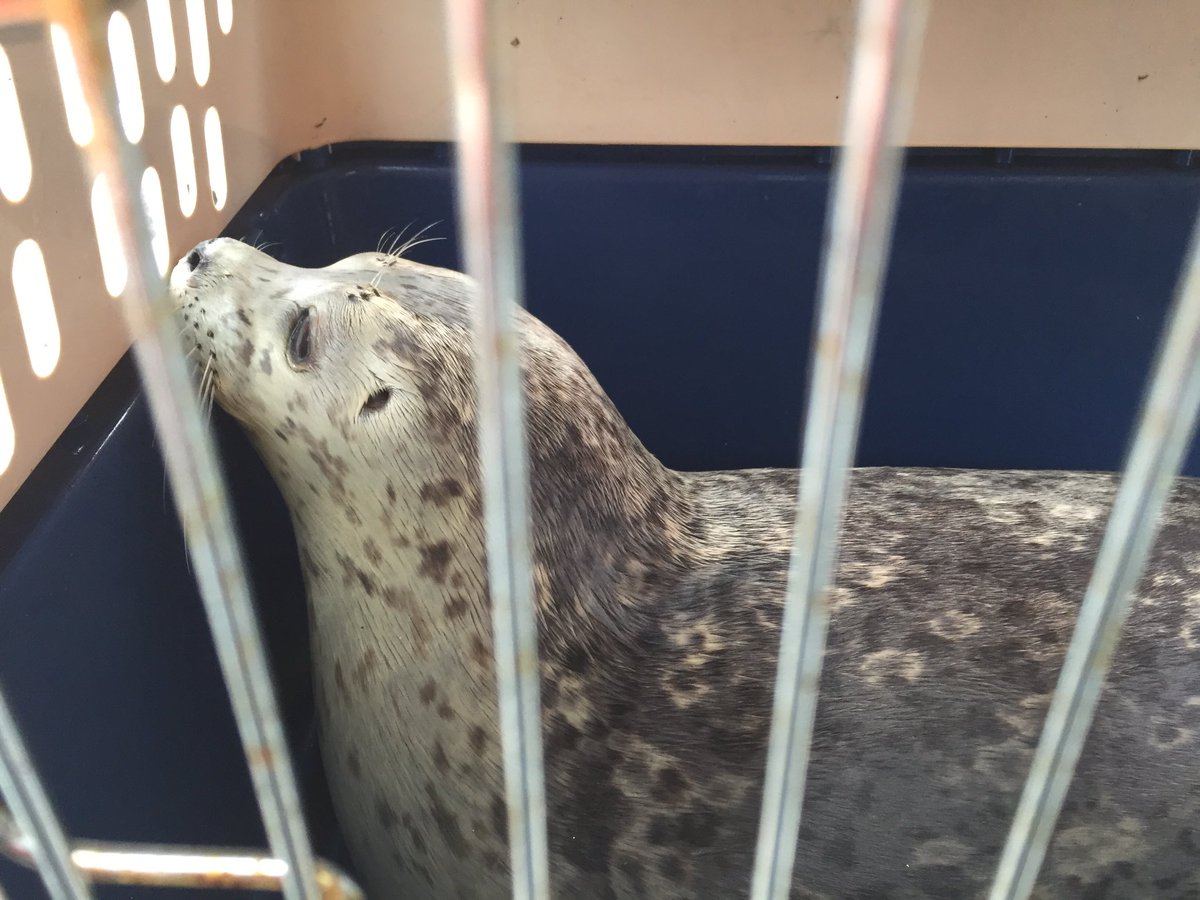 Hood Canal (hoodcanal) Twitter