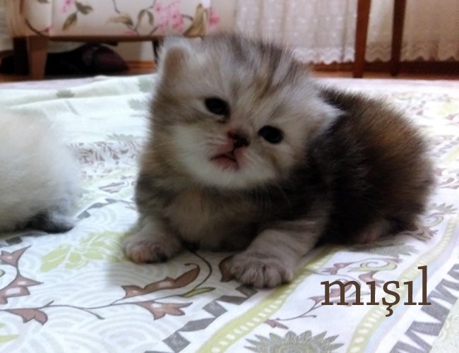 #MutluOlabilmekİçinGereken
böyle bi bebeğe sahil olmak :)