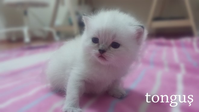 bunlar da benim bebeklerim :)