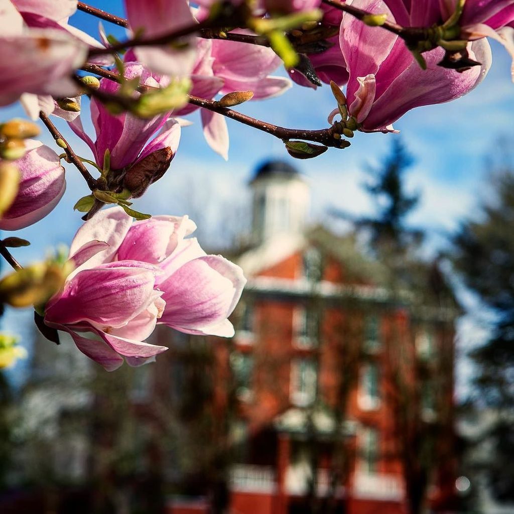 willamette_u's tweet image. Spring blossoms in front of Wallet. #willamette_u #waller #spring #flowers ift.tt/1Lasl1y