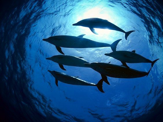 Wyland Foundation tweet media