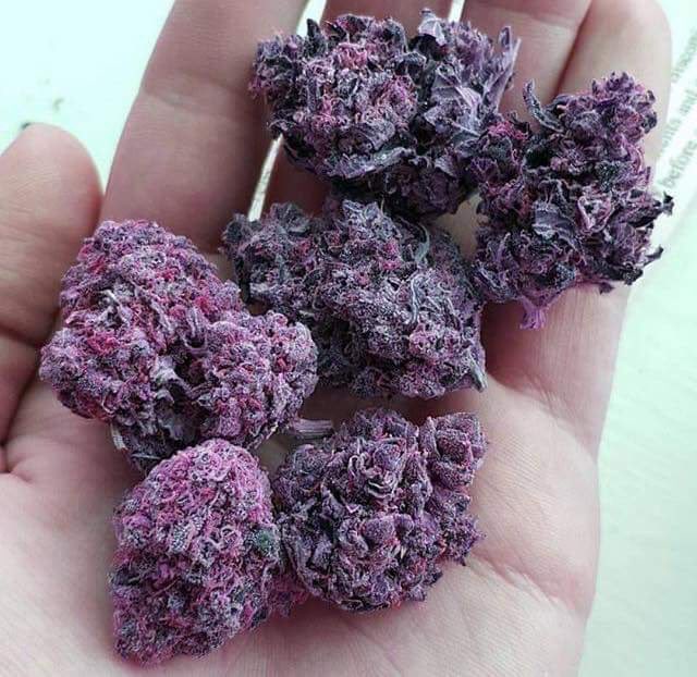 That_StoneShitt's tweet photo. Purple fire🍇🔥🔥 https://t.co/jMVYbHk3o4