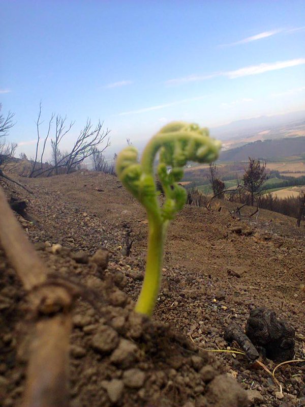vwsfires's tweet photo. After #SimonsbergFire, Mother Nature already starting to bloom anew. Pics: #simonsbergconservancy #SimonsbergTrails https://t.co/aU7zI21dUU
