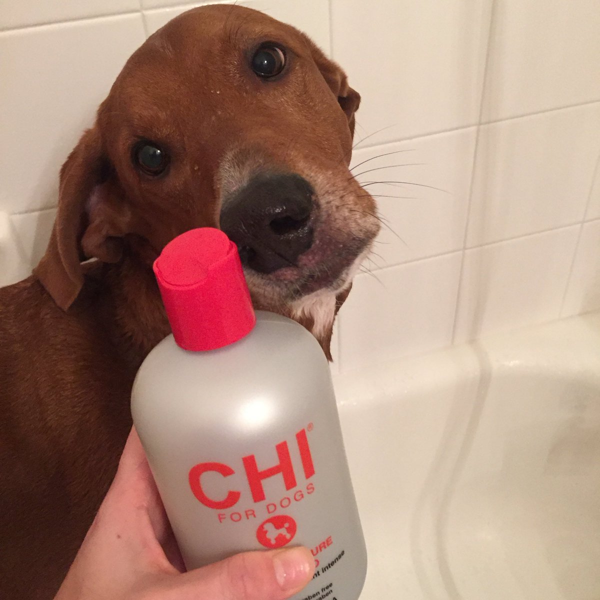 Thealiebee's tweet photo. Kingsley approves of the new CHI line from @PetSmart 🐾❤️ #inspiredbypets https://t.co/6VYFbJ0F2B