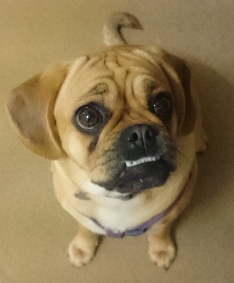 funny puggle