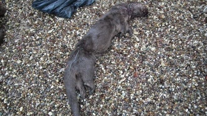 LeagueACS's tweet photo. Brutal reality of snares - Two dead snared otters found dumped on footpath https://t.co/Y5JCvJ1iV8 #bansnares https://t.co/8HcZPaDLeS