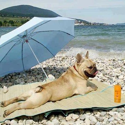 SearchBreeders's tweet photo. Beach day #sunsoutbumsout #dogsofthebeach #beachpup #sunnyday #dogsofinstagram #tw https://t.co/vDAxCvcKET
