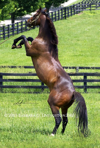 DRFLivingston's tweet photo. The SA Handicap is approaching, reminding me of the only one I've shot. This guy won it in a runaway: GAME ON DUDE. https://t.co/s30GiwI8SQ