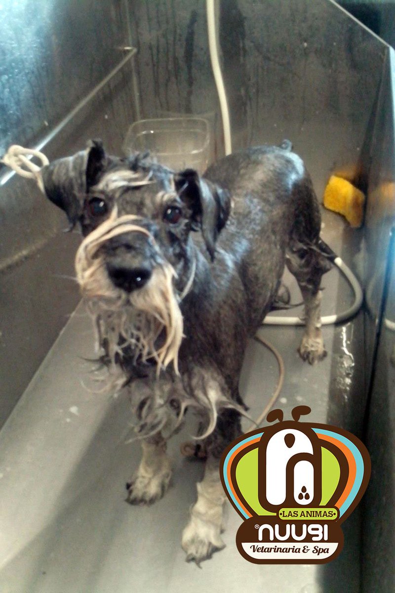 Nuugi's tweet photo. Mira mamá! hasta mojado me veo guapo!!! #benitobombón #baño #nuugianimas https://t.co/yJwHGt791m