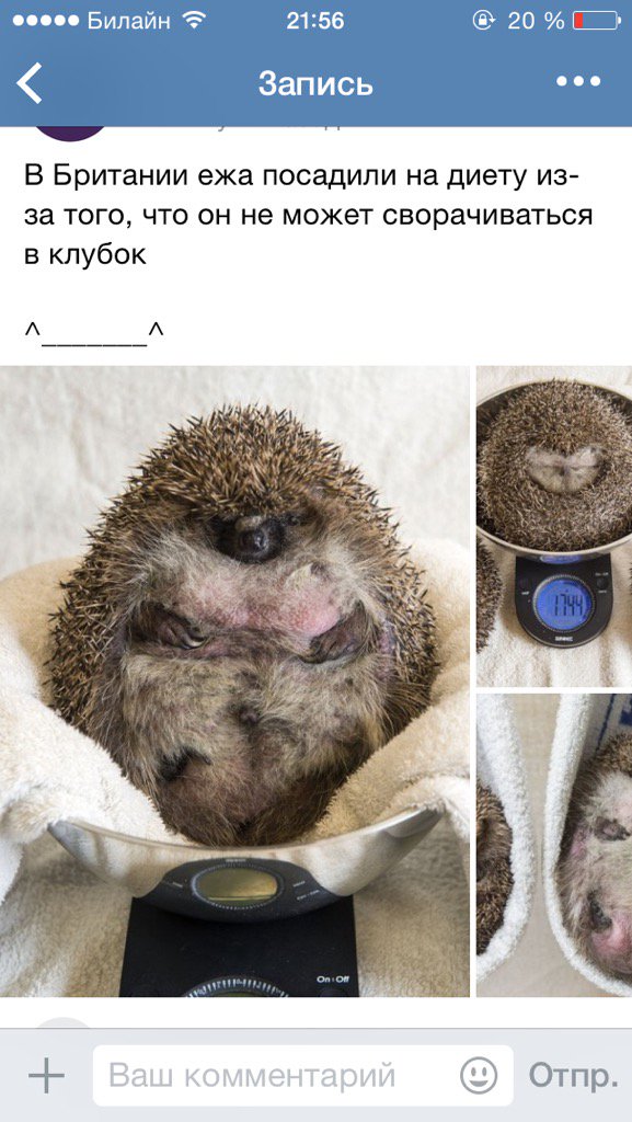 Даже еж сидит на диете, а ты нет