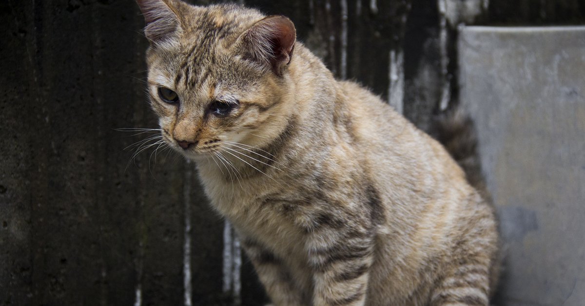 HappyCatCL's tweet photo. Nueva Entrada: #Entérate de algunos síntomas y que hacer si tu gato tiene Leucemia Gatuna. https://t.co/SfKz7f15ZE https://t.co/GnHkuoqAOO