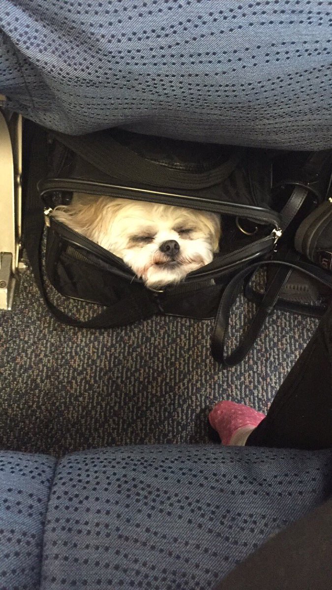 Kirsten_MT's tweet photo. Ready to go for @SkateNiagaraIS!!! Some of us are already a little tired of the trip https://t.co/VGbtyk12qP