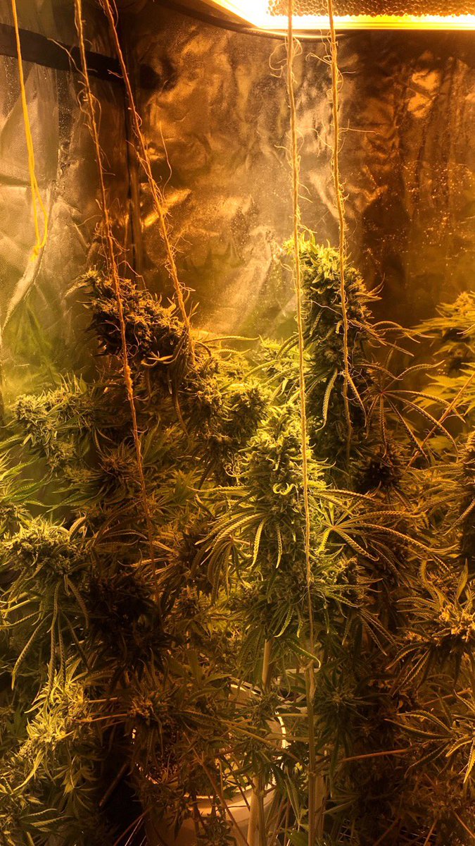 DhopeMeds's tweet photo. "From the gallows you'll swing for all the kids to see." #Marijuana #cannameds #cannabis #rhodyreefer #pfi #coheed https://t.co/hj0t8Zu84U