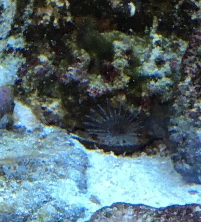 MallorieBell's tweet photo. Feather Duster in Phylum Annelida @MMCBiology https://t.co/Aoj7UMB30l