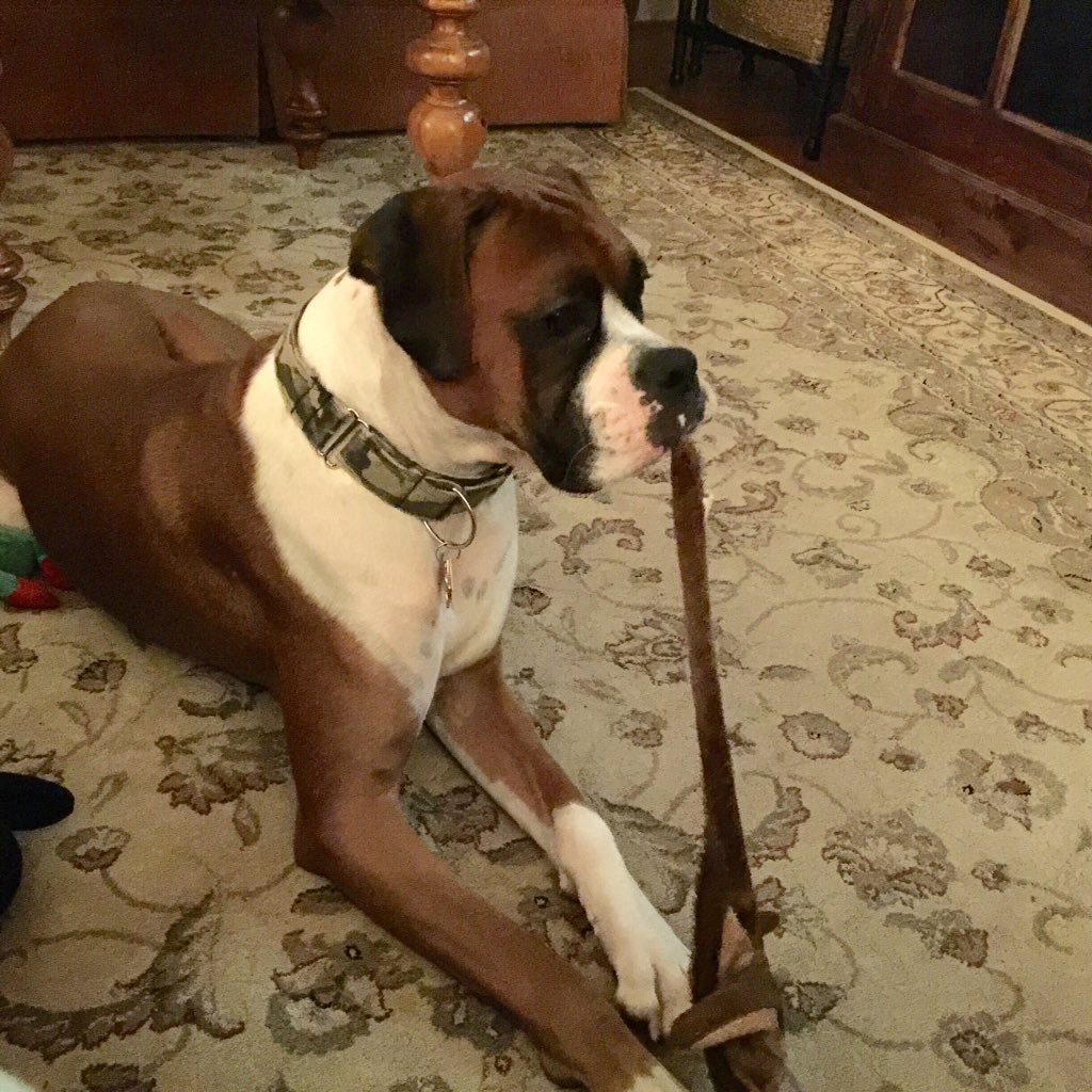 BoxerRescueMom's tweet photo. @BoxerFanClub https://t.co/70IyXGvpVr