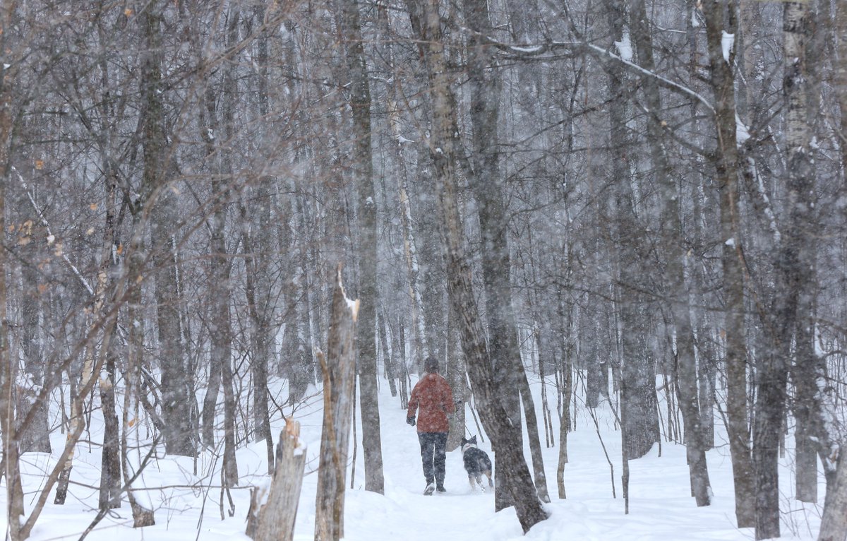 tonysunphoto's tweet photo. Walking dogs in stormy #winter weather at #conroypit in #Ottawa Wednesday. #ottnews #ottweather #dogs #dogs https://t.co/3tLsaz6jBC