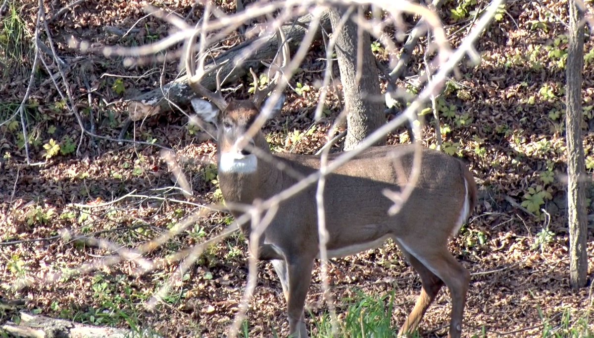 DruryOutdoors's tweet photo. There's a small limb in the way... 
RETWEET: Shoot
FAVORITE: Pass https://t.co/kG664BL65s