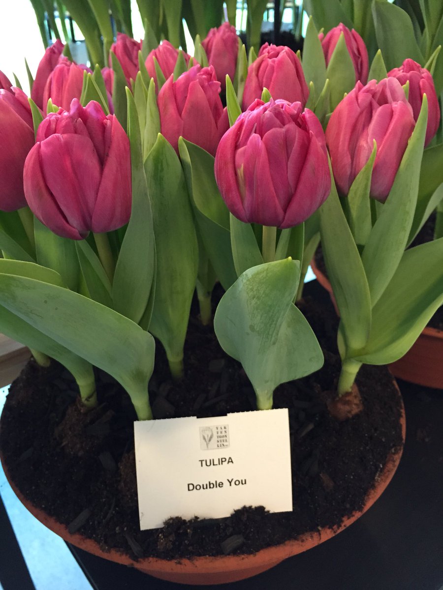 Double You excellent pottulip