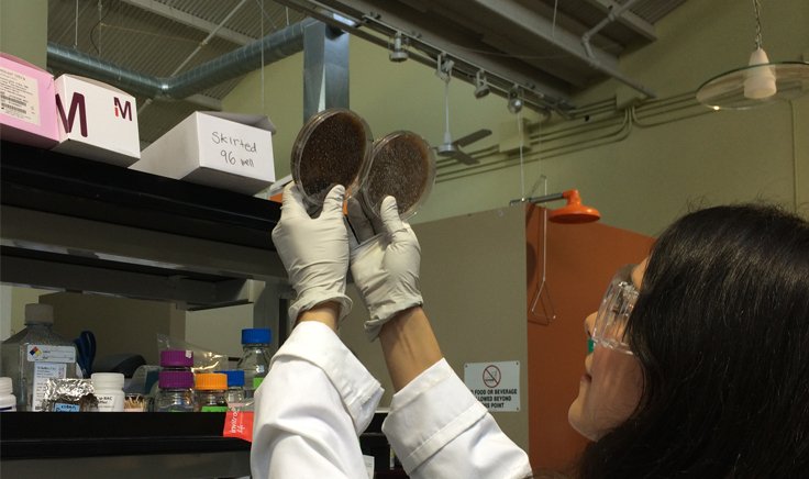 SynBioBeta's tweet photo. .@DowAgro and @radiantgenomics Expand Collaboration to Accelerate Product Development: https://t.co/fa7SYCPwAS https://t.co/0YsnkxNQsF
