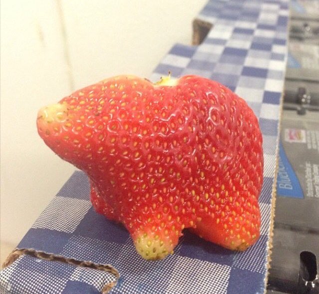 UglyFruitAndVeg tweet picture