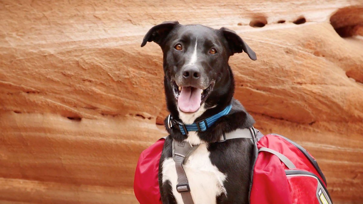 outsidemagazine's tweet photo. A program that matches outdoor-oriented people with fresh air-seeking dogs in need. Really: https://t.co/7ElLOoPJkY https://t.co/vUsdffMUOC