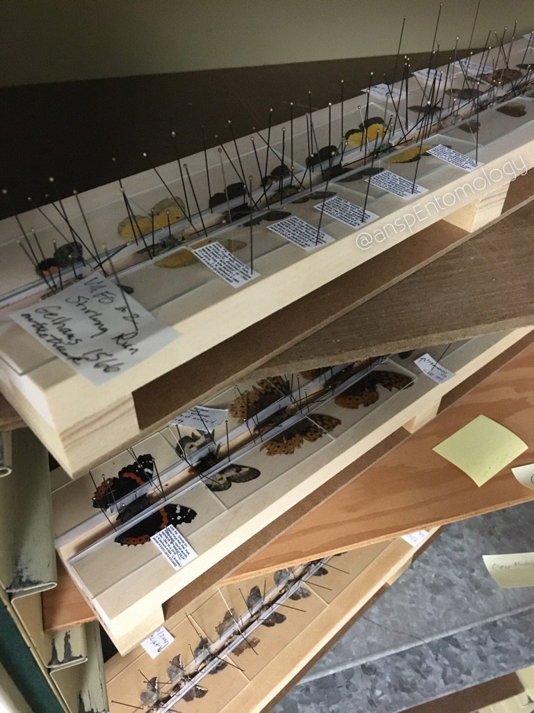 ANSPEntomology's tweet photo. Butterfly preparation. A mix from the New Jersey Pine Barrens and @ValleyForgeNHP.  #butterflies #SpecimenPrep https://t.co/i1QuXReTzx