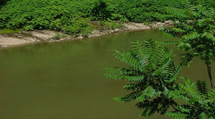 KNWAFOX24's tweet image. Volunteers needed to plant trees for  @irwatershed -- bit.ly/1T7xPwO