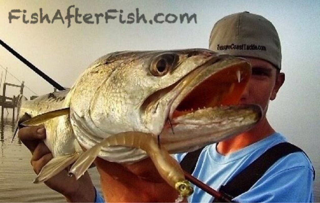 TCoastTackle's tweet photo. #monster3x #xswim rigged on T&A Bullhead Jig = great bait for skipping under docks! https://t.co/Zg81EnXChz #trout https://t.co/FqUL8JnP2i