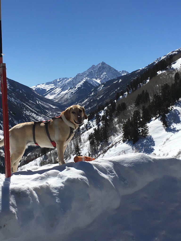 Zara the avalanche rescue dog sure knows how to pose #ButtermilkMountain #aspensnowmass.